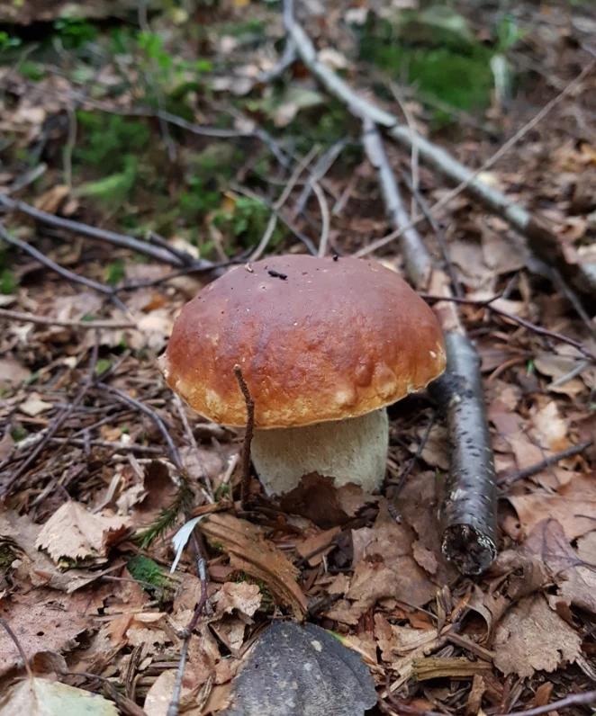 Czyż nie jest uroczy? Sidzina, woj. małopolskie Czyż nie jest uroczy? Sidzina, woj. małopolskie