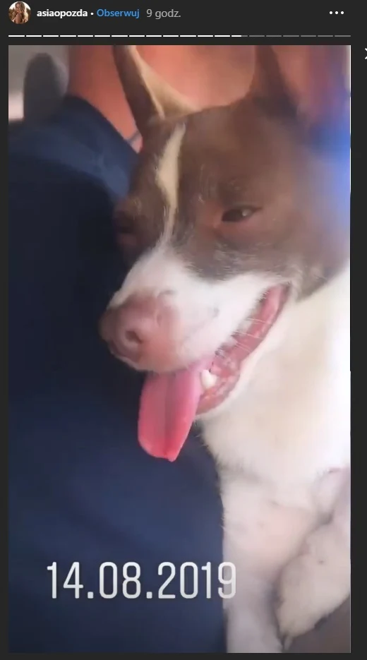 Piesek Fortuna Piesek Fortuna