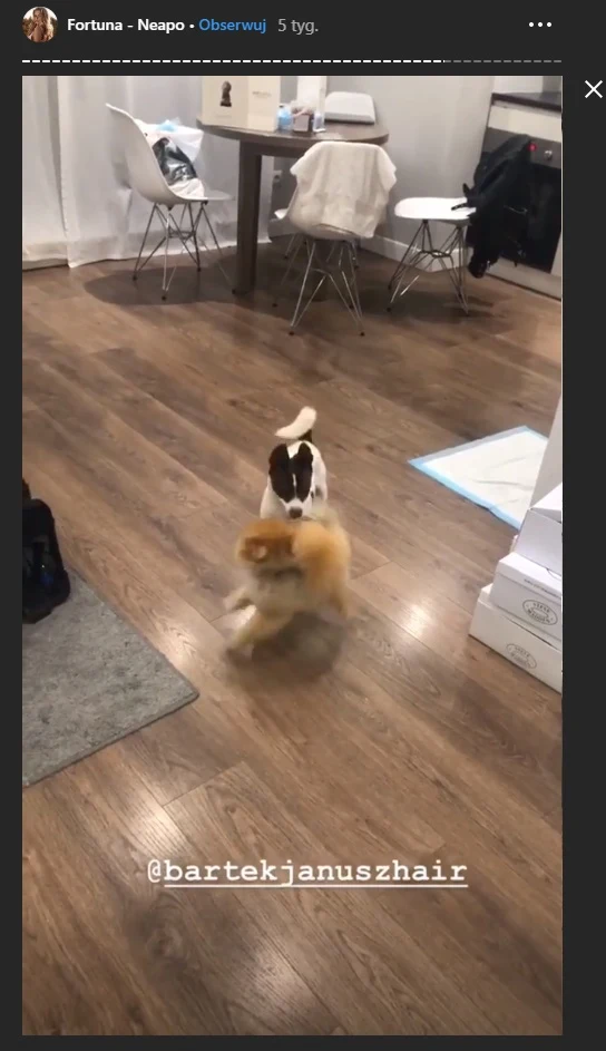 Pies Sandy Kubickiej Lilly oraz Foruna 