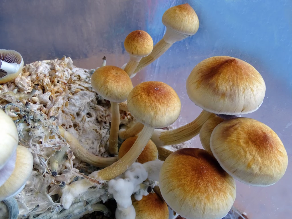 Psylocybina jest produkowana przez grzyby Psilocybe cubensis