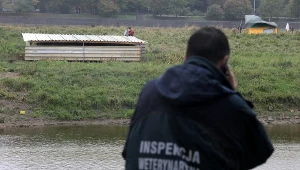 Warszawa, 30.09.2019. Na wysepce na Wisle nieopodal mostu Gdanskiego odkryto 12 szkieletow koz przysypanych ziemia i 30 zywych wyglodzonych zwierzat.