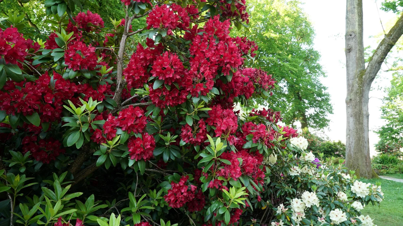 Jak powinno się podlewać rododendrony? Jak powinno się podlewać rododendrony?