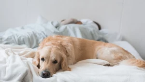 Czy psy śnią tak jak ludzie?
