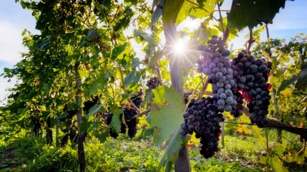 Winorośl należy przycinać regularnie. W przeciwnym razie krzewy nadmiernie się zagęszczą, a owoce są małe i kwaśne