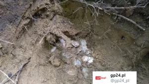 Pomorze: Bezcenne odkrycie na grzybobraniu