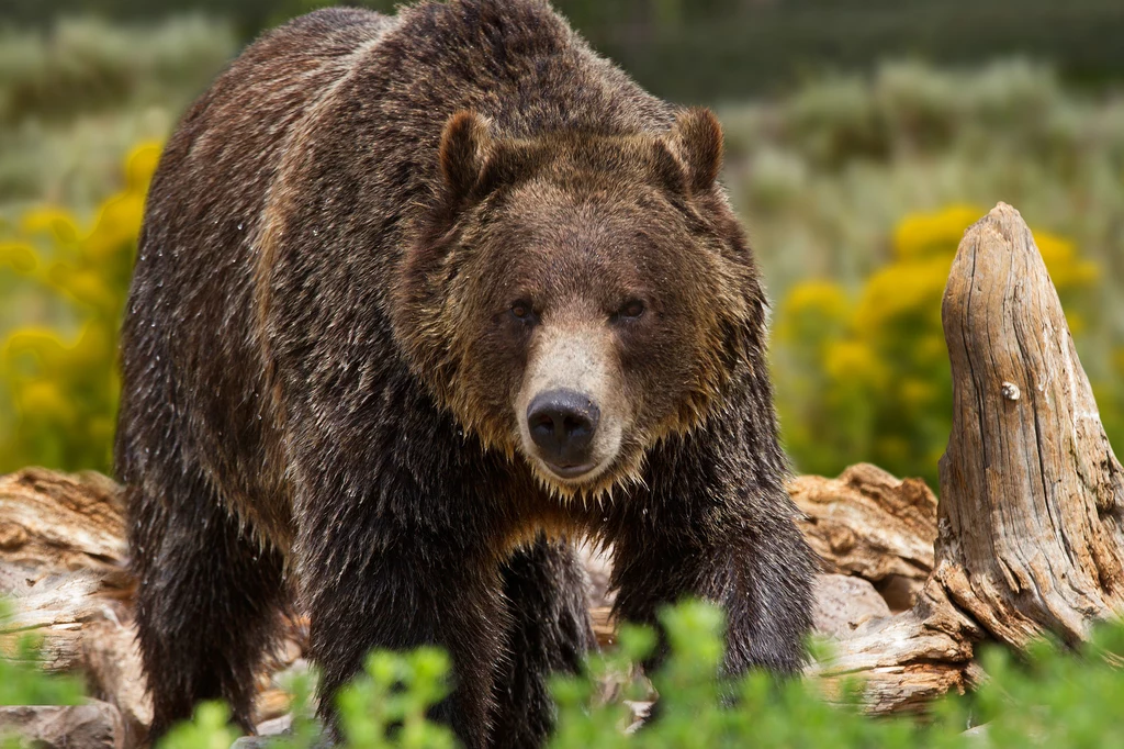 Niedźwiedzie brunatne występują w Japonii tylko na wyspie Hokkaido 