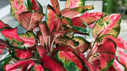 Aglaonema to roślina łatwa w uprawie, więc idealnie nadaje się nawet dla osób początkujących