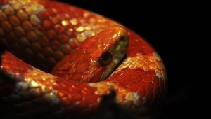 Wąż zbożowy (zdjęcie ilustracyjne)