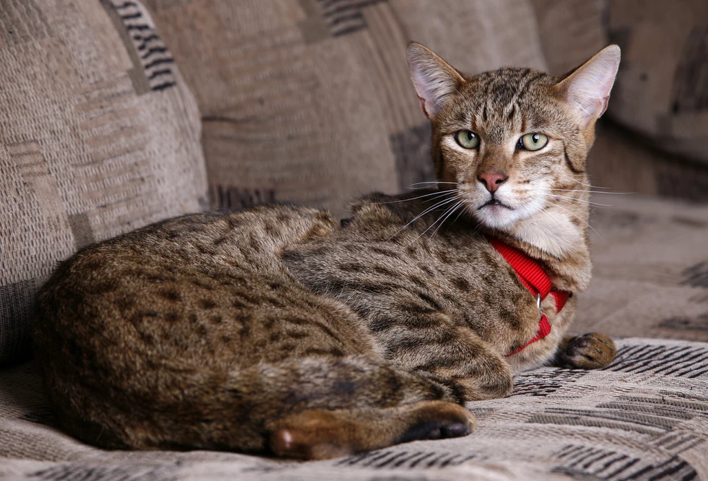 Kot Ashera to najdroższy kot na świecie
