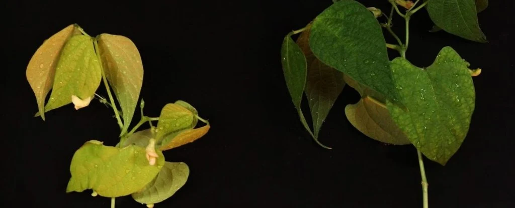 Po prawej roślina zaszczepiona bakeriami Rhizobium sp. w systemie korzeniowym, po lewej ten sam gatunek bez bakterii brodawkowych Po prawej roślina zaszczepiona bakeriami Rhizobium sp. w systemie korzeniowym, po lewej ten sam gatunek bez bakterii brodawkowych