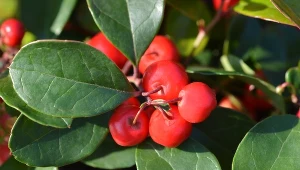 Nie tylko gwiazda betlejemska. Ta roślina upiększy twoje święta