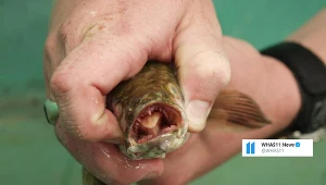 Władze Georgii ostrzegają: Jeśli złowisz tę rybę, od razu ją zabij