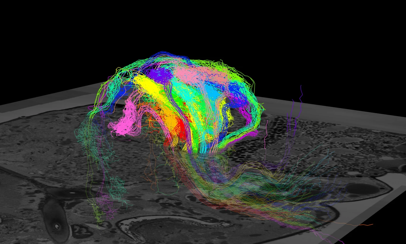 Do przeprowadzenia symulacji ten ważki niezbędna była obecność 500 GB pamięci RAM Do przeprowadzenia symulacji ten ważki niezbędna była obecność 500 GB pamięci RAM