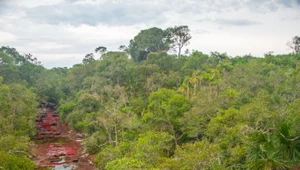 Caño Cristales. Rzeka o niezwykłych barwach