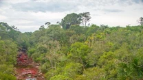 Caño Cristales to kolumbijska rzeka, która wyróżnia się niecodziennym zabarwieniem. Dlatego też często nazywa się ją "płynącą tęczą". 

