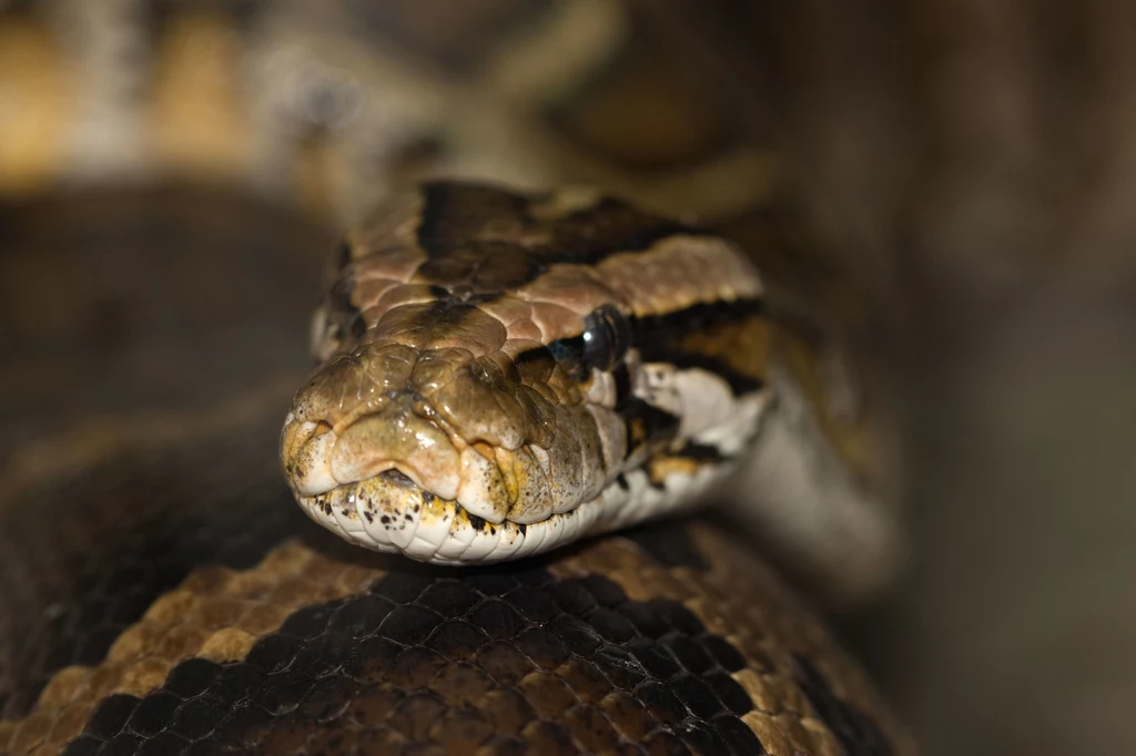 Wąż, czyli Skorpion: 23 października – 21 listopada
