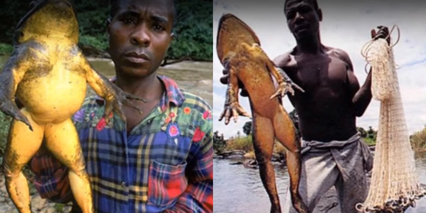 Diabelska Ropucha rozmiarami przebijała nawet największą, żyjącą dzisiaj żabę - goliata płochliwego, widocznego na zdjęciach Diabelska Ropucha rozmiarami przebijała nawet największą, żyjącą dzisiaj żabę - goliata płochliwego, widocznego na zdjęciach