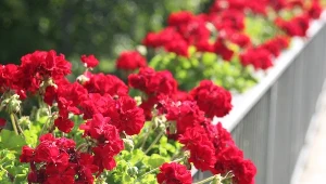 Chcesz już wynieść pelargonie na balkon? Sprawdź, co sądzi o tym kwiaciarka