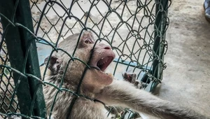 Okrutny los spotykał też małpy: na nagraniach widać, jak makaki próbują uwolnić się z metalowych uprzęży.