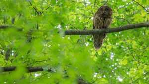 Puszczyk uralski wrócił na Śląsk, zdj. Lasy Państwowe 