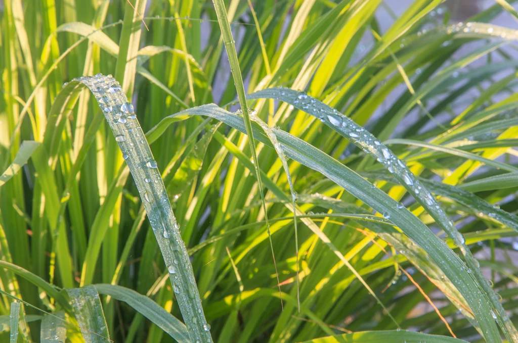 Trawa cytrynowa dodaje potrawom wspaniałego aromatu