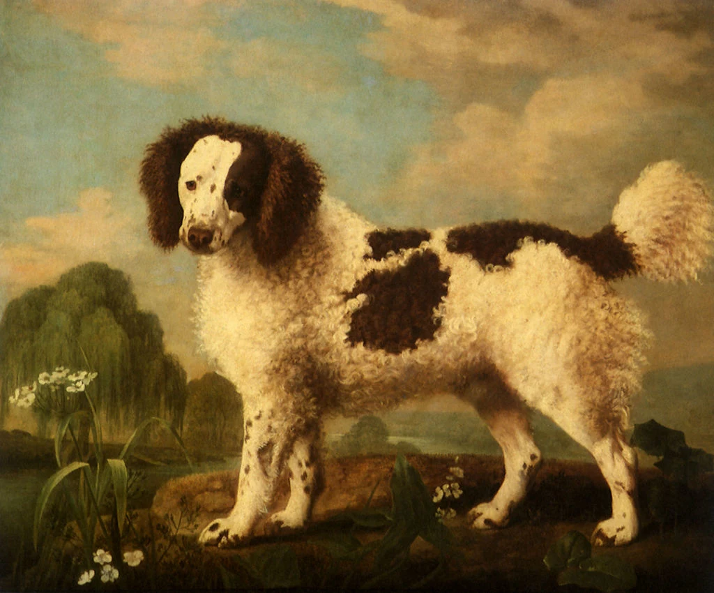 Piesek z portretu to norfolk spaniel. Ta niezwykle piękna biało-czarna rasa, nazywana jest inaczej „dużym cocker spanielem”. Wykorzystywano go do łowów na lądzie i na wodzie. Niestety zwierzęta wyginęły w 1903 roku. Piesek z portretu to norfolk spaniel. Ta niezwykle piękna biało-czarna rasa, nazywana jest inaczej „dużym cocker spanielem”. Wykorzystywano go do łowów na lądzie i na wodzie. Niestety zwierzęta wyginęły w 1903 roku.