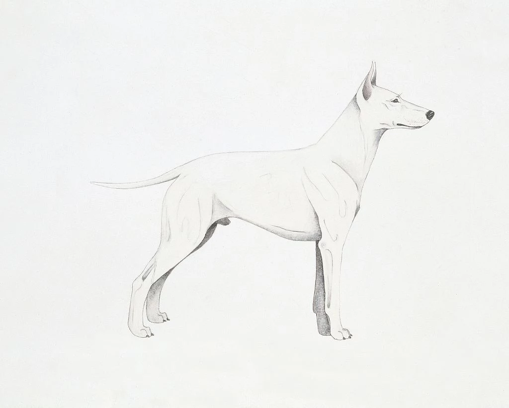 English white terrier to rasa stworzona, dzięki kilku hodowcom w latach 60. Niestety psy te miały wady genetyczne i z powodu niewielkiego zainteresowania wyginęły. English white terrier to rasa stworzona, dzięki kilku hodowcom w latach 60. Niestety psy te miały wady genetyczne i z powodu niewielkiego zainteresowania wyginęły.