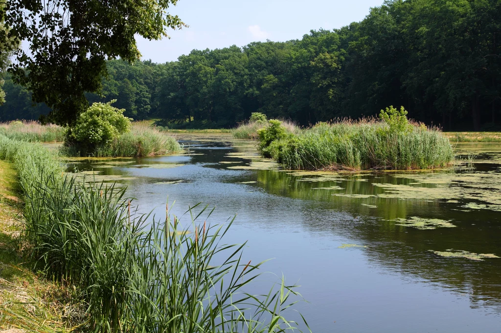 W Gołuchowie znajduje się też pokazowa zagroda, gdzie można podziwiać żubry, daniele, dziki i koniki polskie. Park zamkowy naturalnie przechodzi w lasy, które otaczają sztuczne jezioro powstałe na rzece Trzemnej. W Gołuchowie znajduje się też pokazowa zagroda, gdzie można podziwiać żubry, daniele, dziki i koniki polskie. Park zamkowy naturalnie przechodzi w lasy, które otaczają sztuczne jezioro powstałe na rzece Trzemnej.