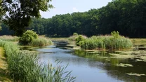 W Gołuchowie znajduje się też pokazowa zagroda, gdzie można podziwiać żubry, daniele, dziki i koniki polskie. Park zamkowy naturalnie przechodzi w lasy, które otaczają sztuczne jezioro powstałe na rzece Trzemnej. 