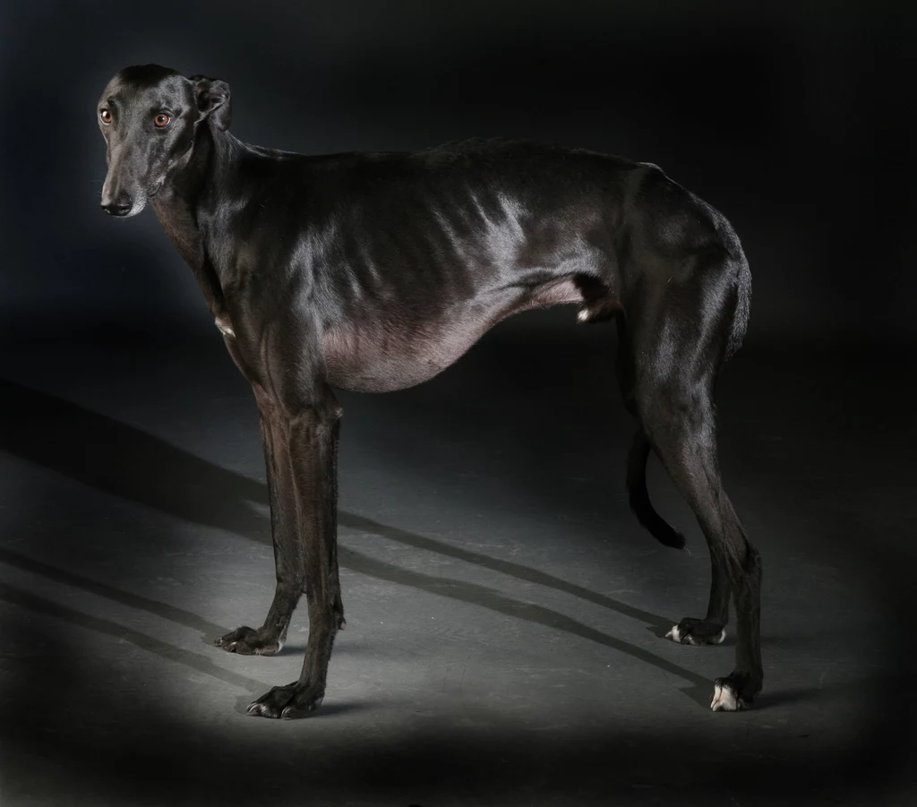 Greyhounda, którego widać na fotografii bardzo przypominał wymarły już tesem. Ten pies był duży i chudy, a jego ogon był zakręcony. Żył w starożytnym Egipcie. Greyhounda, którego widać na fotografii bardzo przypominał wymarły już tesem. Ten pies był duży i chudy, a jego ogon był zakręcony. Żył w starożytnym Egipcie.