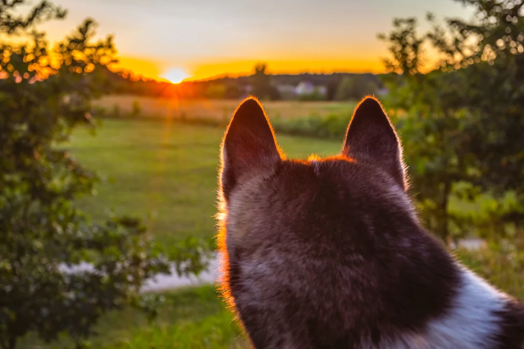 Sachalinski Husky wyginął w tym tysiącleciu. Te wymarłe pieski prawdopodobnie były przodkami bardzo popularnej dziś rasy Akita Inu Sachalinski Husky wyginął w tym tysiącleciu. Te wymarłe pieski prawdopodobnie były przodkami bardzo popularnej dziś rasy Akita Inu