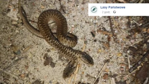 W Pułtusku znaleziono dwugłowego węża