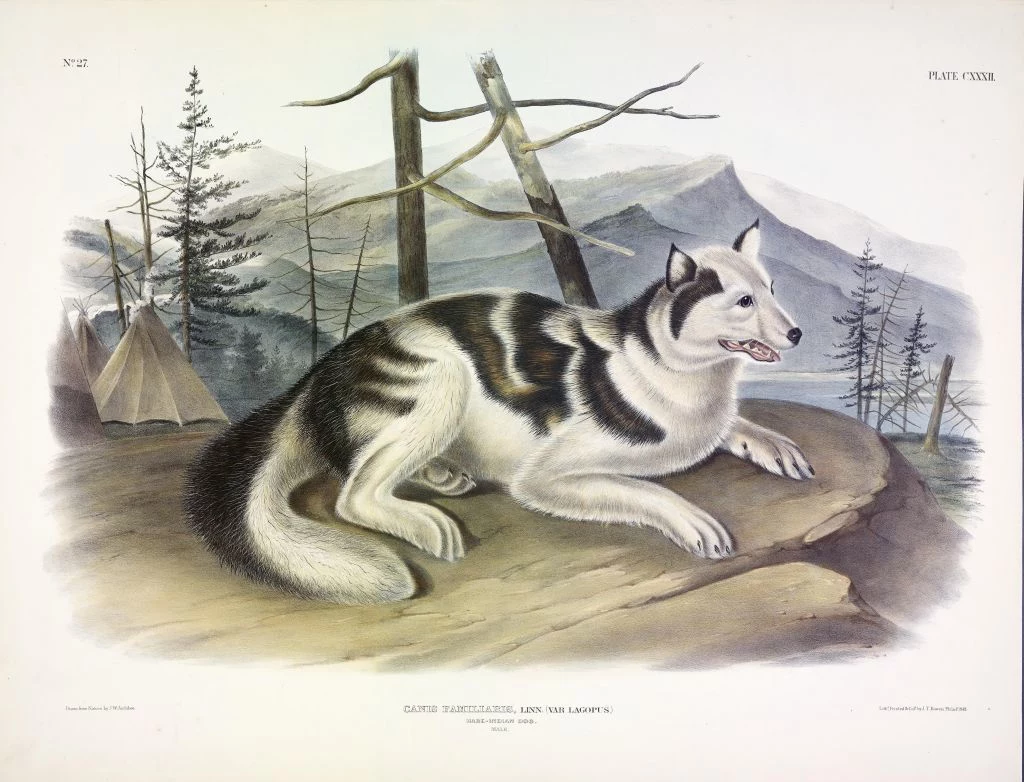 The hare indian dog pierwotnie występował w północnej Kanadzie. Zwierzę wykorzystywano głównie do pływania. Było ono bardzo szybkie i posiadało zarówno cechy kojota, jak i psa. Rasa wyginęła z powodu licznych krzyżowań z innymi psami jeszcze w XIX wieku. The hare indian dog pierwotnie występował w północnej Kanadzie. Zwierzę wykorzystywano głównie do pływania. Było ono bardzo szybkie i posiadało zarówno cechy kojota, jak i psa. Rasa wyginęła z powodu licznych krzyżowań z innymi psami jeszcze w XIX wieku.