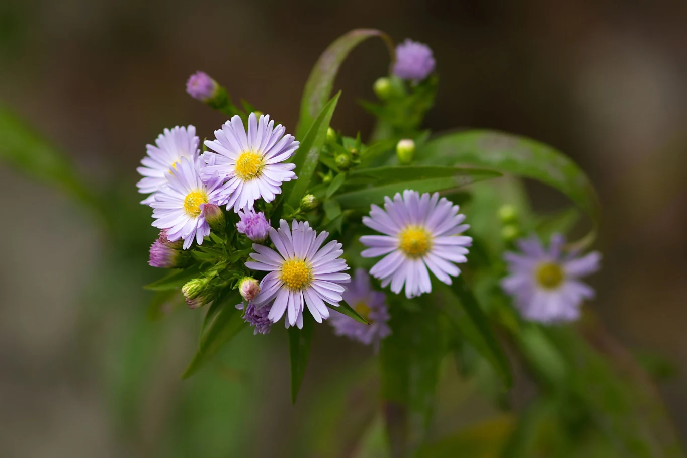 Astry nowobelgijskie