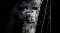 Palczak madagaskarski to małpiatka o bardzo specyficznym wyglądzie. 

Zwierzę prowadzi nocny tryb życia, więc napotkane znienacka może przyprawić niektórych o palpitację serca. Można go zobaczyć na Madagaskarze. 