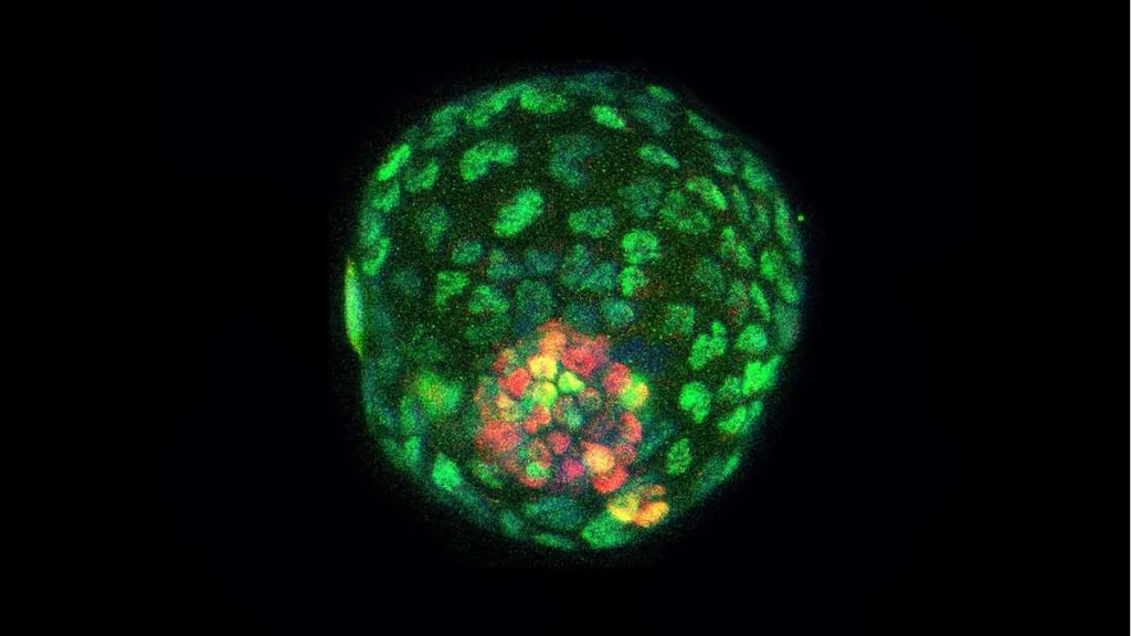 Blastoidy stworzone w laboratorium /Fot. Salk’s Gene Expression Laboratory