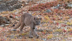 Puma, zdjęcie ilustracyjne