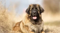 Leonberger (8-9 lat)

Potężny pies, który wyglądem i kolorem sierści przypomina lwa. Ma umiarkowany temperament, jest lojalny i odważny. Mocno przywiązuje się do swoich opiekunów. Czujność, spostrzegawczość i rezerwa wobec obcych czynią z niego dobrego stróża. Uwielbia pływać, ale nie jest to typ wyczynowca.

Z pozostałymi psami na naszej liście łączy go krótkowieczność. Leonbergery żyją zaledwie 8-9 lat. Narażone są na skręt żołądka oraz dysplazję stawów.