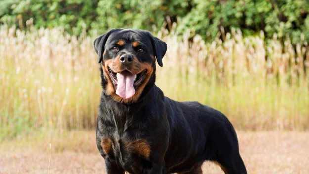 Rottweiler (8-10 lat)

To pies dla doświadczonego i odpowiedzialnego właściciela, który zapewni mu odpowiednią ilość zajęć oraz dobrze wychowa. Tylko wtedy będzie przewidywalnym i lojalnym członkiem rodziny. Wysoki próg pobudzenia powoduje, że niełatwo go wyprowadzić z równowagi, ale kiedy to nastąpi – potrafi szybko i gwałtownie zareagować.

Rottweilery borykają się z dysplazją, problemami skórnymi, sercowymi oraz nowotworami. Jako duże psy są również narażone na skręt żołądka. Rzadko kiedy dożywają więcej niż 10 lat.