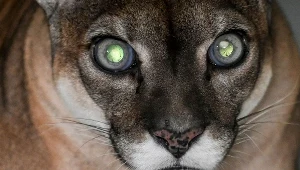 Puma (Zdjęcie ilustracyjne)