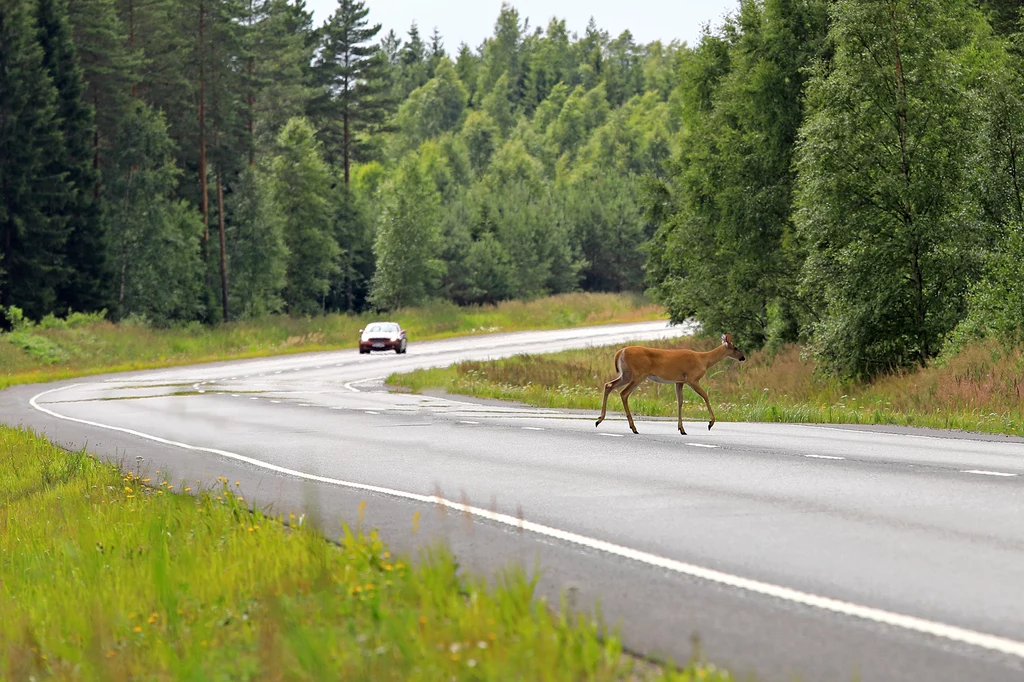 Finowie mocno celebrują zbawienny kontakt z naturą