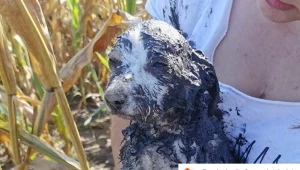 Suczka po znalezieniu jej przez fundację