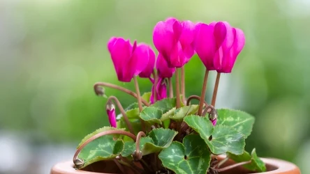 Cyklamen preferuje niską temperaturę. Im niższa tym dłużej kwitnie