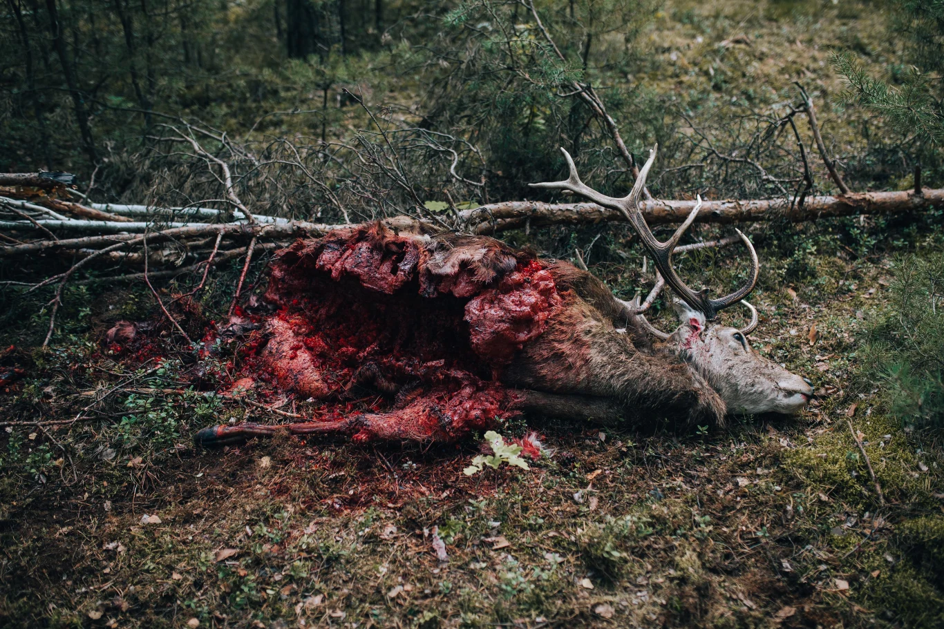 Polski horror praktycznie nie istnieje, tymczasem na świecie przeżywa swój renesans. Zainteresowanie gatunkiem jest większe niż kiedykolwiek, a filmy grozy przybierają w światowym kinie coraz ciekawsze i nieoczywiste formy. "W lesie dziś nie zaśnie nikt" będzie pierwszym współczesnym polskim horrorem skierowanym do szerokiej publiczności, do którego realizacji twórcy podeszli ze świeżym spojrzeniem i  nieszablonowymi pomysłami. 