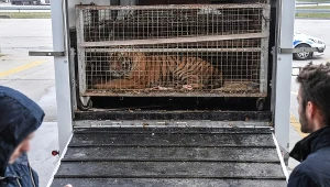 Tygrysy utknęły na granicy z Białorusią