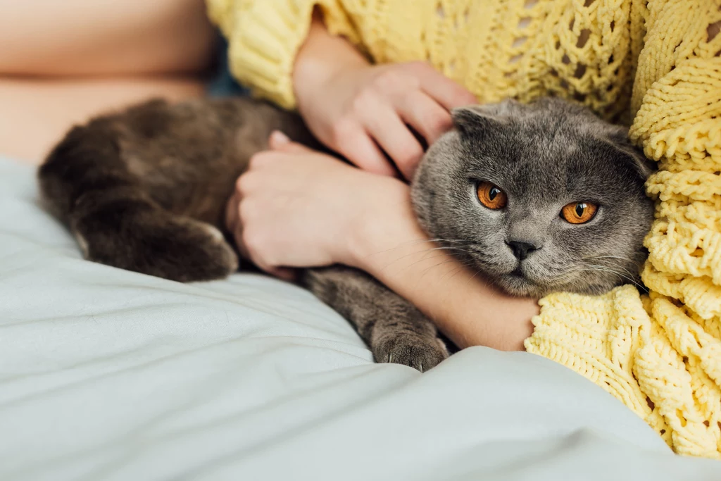 Kot szkocki zwisłouchy (scottish fold) Należy do jednej z najbardziej przyjacielskich ras kotów. Lubi nie tylko towarzystwo ludzi i kotów, ale też innych zwierząt domowych. Za opiekunem chodzi krok w krok i tęskni, kiedy ten znika mu z oczu. Chętnie aportuje i rozgryza zasady działania zabawek interaktywnych. Kot szkocki zwisłouchy (scottish fold) Należy do jednej z najbardziej przyjacielskich ras kotów. Lubi nie tylko towarzystwo ludzi i kotów, ale też innych zwierząt domowych. Za opiekunem chodzi krok w krok i tęskni, kiedy ten znika mu z oczu. Chętnie aportuje i rozgryza zasady działania zabawek interaktywnych.