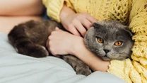 Kot szkocki zwisłouchy (scottish fold)

Należy do jednej z najbardziej przyjacielskich ras kotów. Lubi nie tylko towarzystwo ludzi i kotów, ale też innych zwierząt domowych. Za opiekunem chodzi krok w krok i tęskni, kiedy ten znika mu z oczu. Chętnie aportuje i rozgryza zasady działania zabawek interaktywnych.