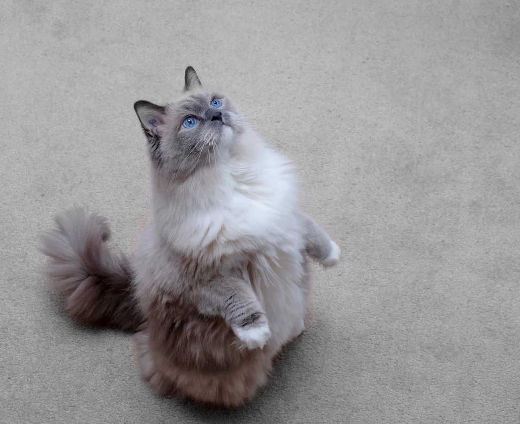 Ragdoll Jeden z największych i najcięższych kotów domowych - jego waga może dochodzić do 10 kg. Uwielbia pieszczoty, noszenie na rękach i przesiadywanie u opiekuna na kolanach. Jest bardzo ufny, dlatego jego spacer najlepiej nadzorować. Raczej jest typem domatora. Ragdoll Jeden z największych i najcięższych kotów domowych - jego waga może dochodzić do 10 kg. Uwielbia pieszczoty, noszenie na rękach i przesiadywanie u opiekuna na kolanach. Jest bardzo ufny, dlatego jego spacer najlepiej nadzorować. Raczej jest typem domatora.