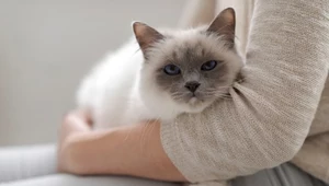 Kot birmański to rasa, która żyje średnio aż 14 lat - ustalili naukowcy