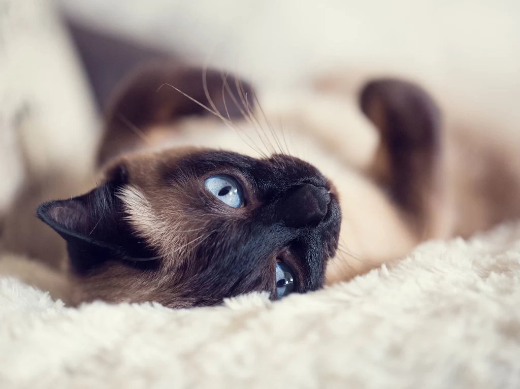 Mowa ciała i mruczenie to sposoby kotów na kontaktowanie się z otoczeniem